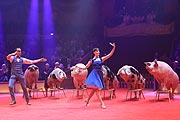 statt im Schlachhof doch lieber in der Manege:Lars Hölscher und Lelde mit ihrer Schweineherde (©Foto: Martin Schmitz)